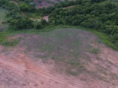 Imagem da notícia MP arquiva investigação sobre suposto desmatamento em fazenda de Camapuã após laudos afastarem irregularidade